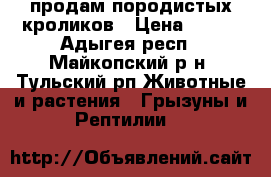 продам породистых кроликов › Цена ­ 550 - Адыгея респ., Майкопский р-н, Тульский рп Животные и растения » Грызуны и Рептилии   